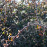 bush_bokeh