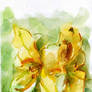 Lilies-botanical-garden-colorsketch-da