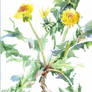 Herbarium-taraxacum-02