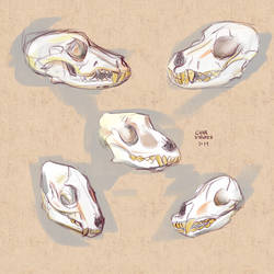 Dog Skulls