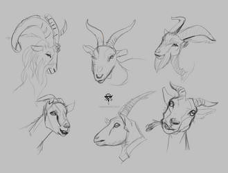 Goat Study