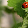 At the edge of the leaf