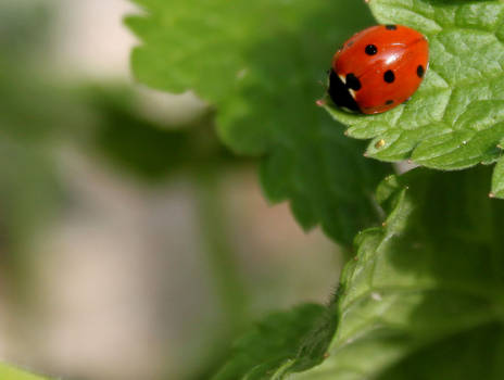 At the edge of the leaf