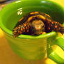 Tea Time for Tortoise