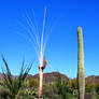 Death of a Saguaro