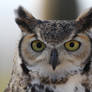 Owl 6471
