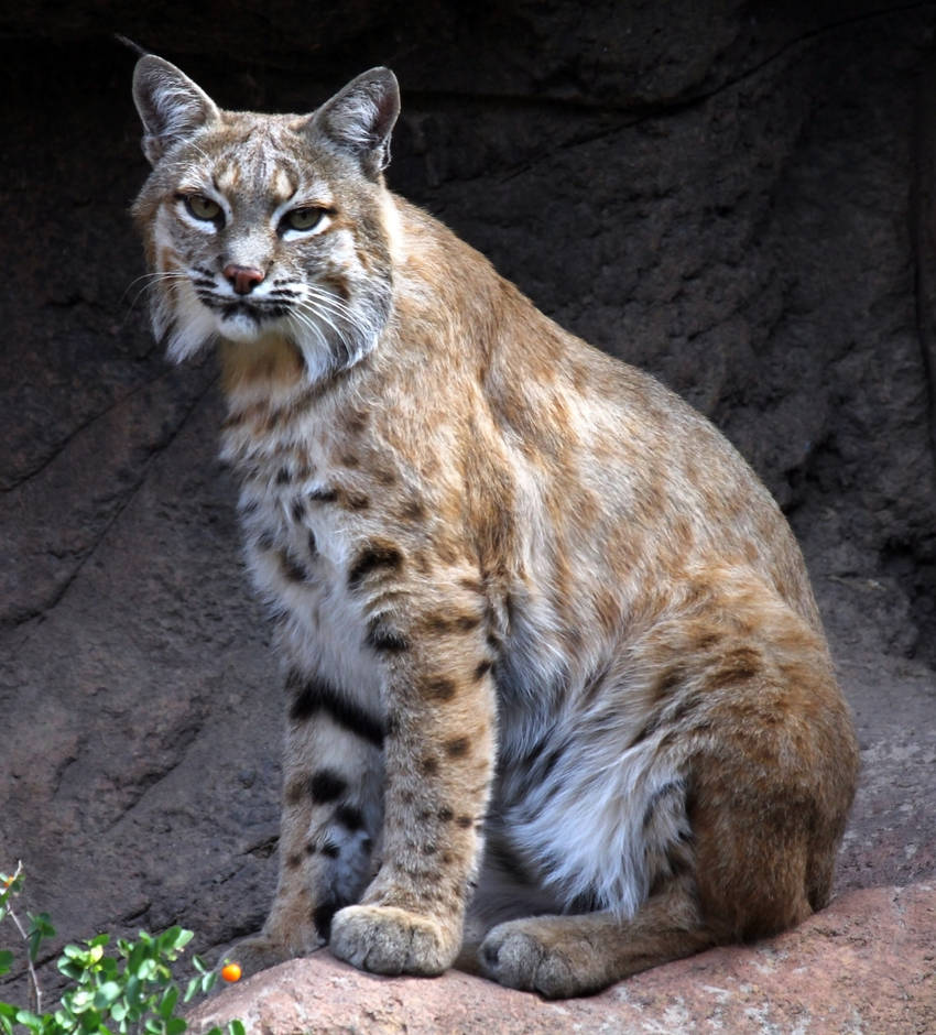 Bobcat 1785 by Mammoth-Hunter