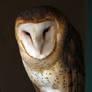 Barn Owl 4473