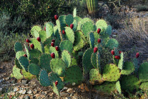 Prickly pear 1209
