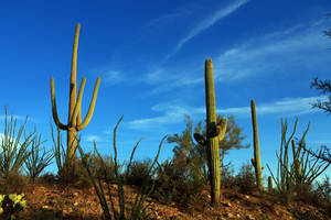 Saguaro 1259