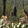 Cactus and Coyote 4398