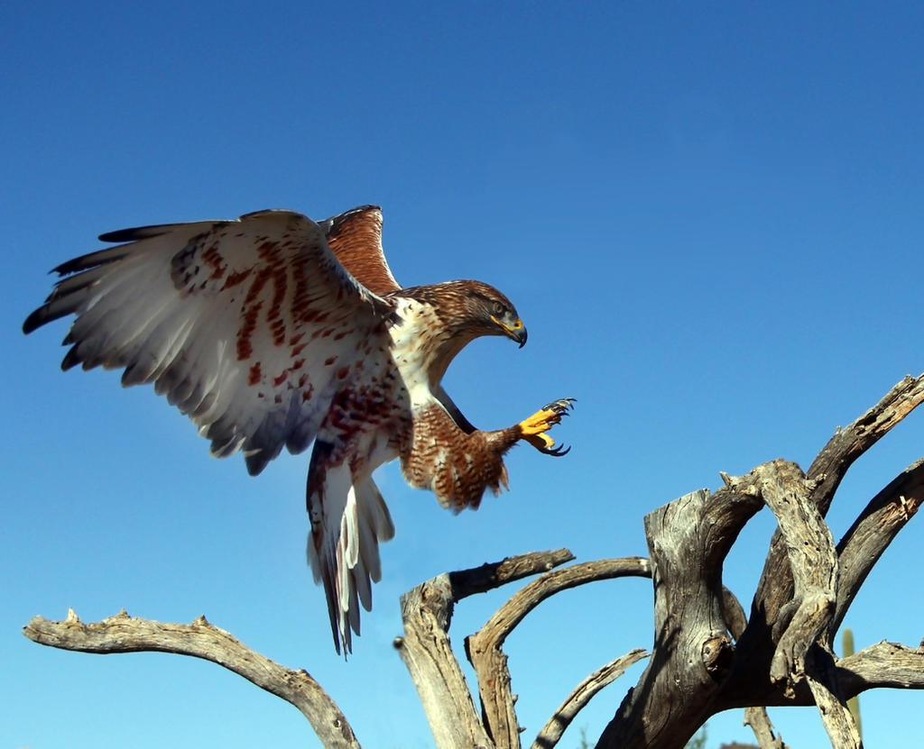 Ferruginous Hawk