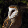 Owl 0089