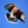 Harris's Hawk in flight 2160