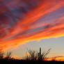 Saguaro Sunset 1636