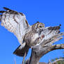 Great Horned Owl 7924