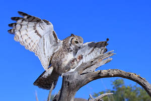 Great Horned Owl 7924