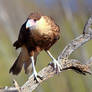 Perched Crested Caracara