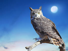 Great Horned Owl 2.3