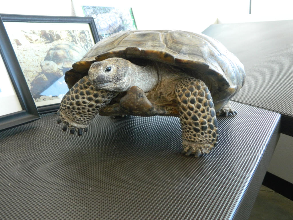 tortoise 2