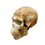skull 5 png