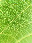 texture 19 by yellowicous-stock texture 19 by yellowicous-stock