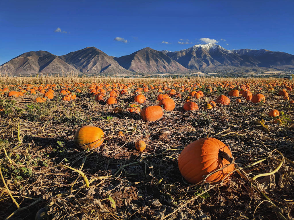 pumpkin patch 1 by yellowicous-stock