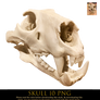 skull 10 png