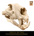 skull 10 png by yellowicous-stock