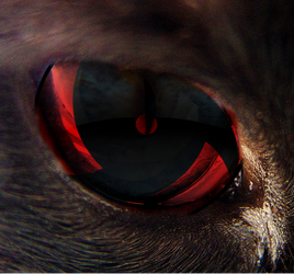 Sharingan Kitty