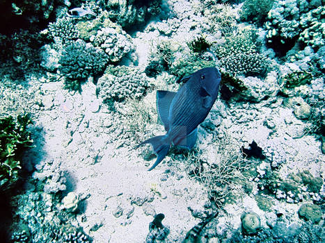 Blue Triggerfish