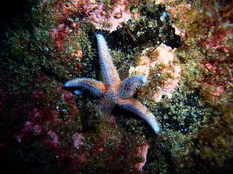 Nothern Starfish