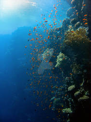 Red Sea Goldies