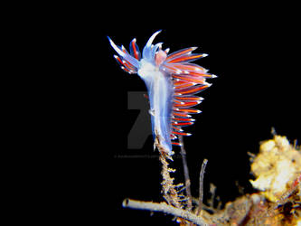 Red Nudibranch II