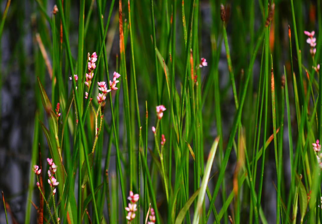 Reed between the lines by ColourburstTEY on DeviantArt