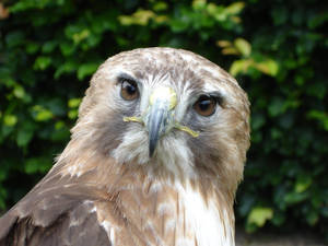 Red Tailed Hawk