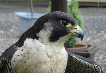 Peregrine falcon