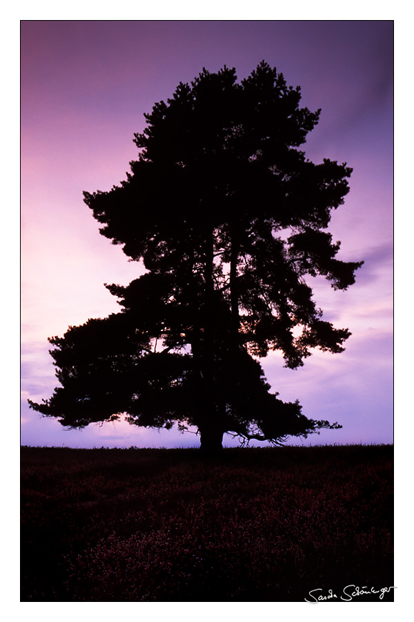 Lonesome Pine