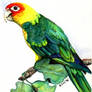 Carolina Parakeet