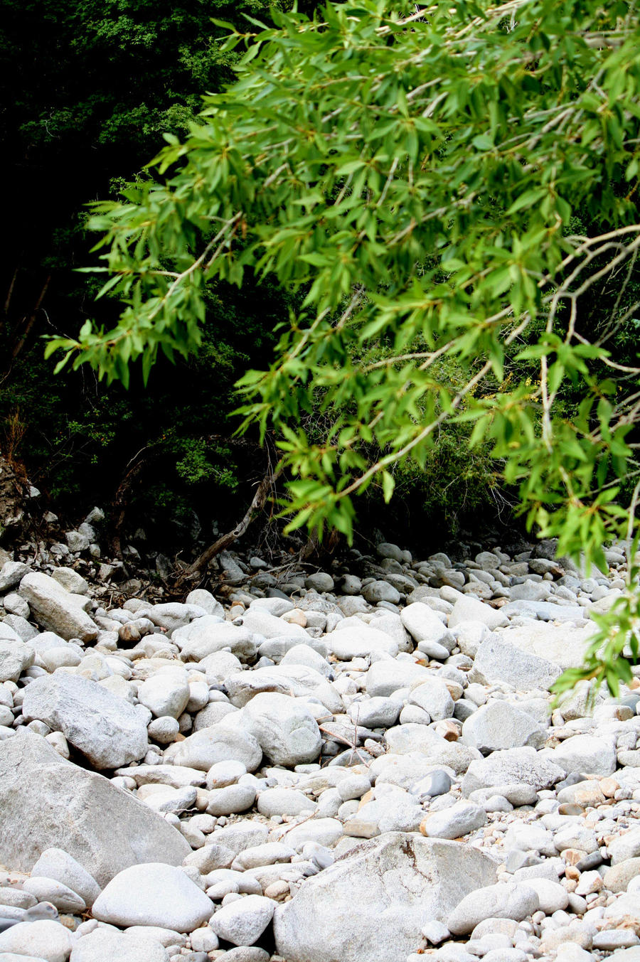 riverbed free background/stock