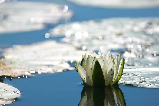 Water Lily