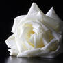 white rose