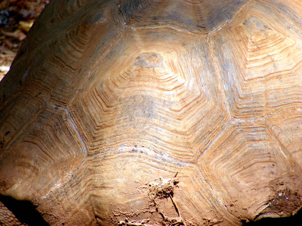 Original Tortise Shell Design Tortise shell 1 by eeyorefan on DeviantArt