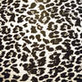 leopard print stock texture