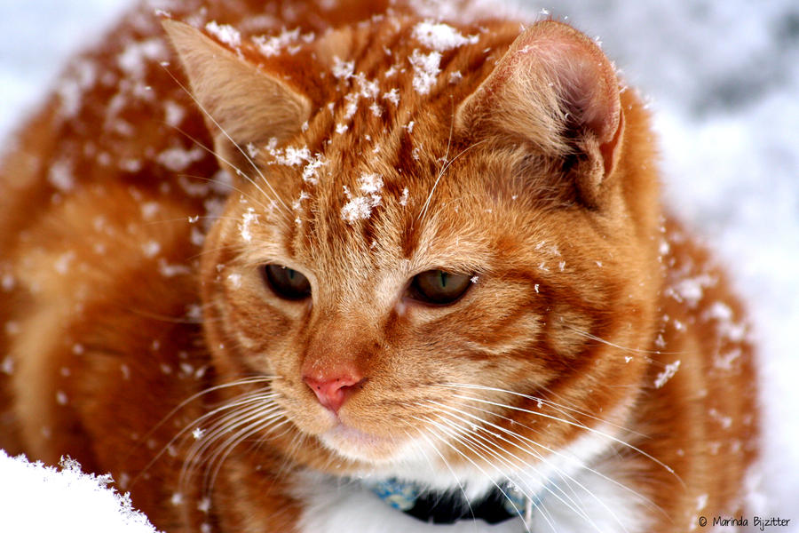 Mara in the snow