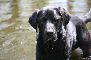 Rosco in the water