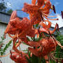 Tiger Lily Spray