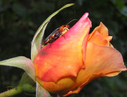 Beetle on Bud