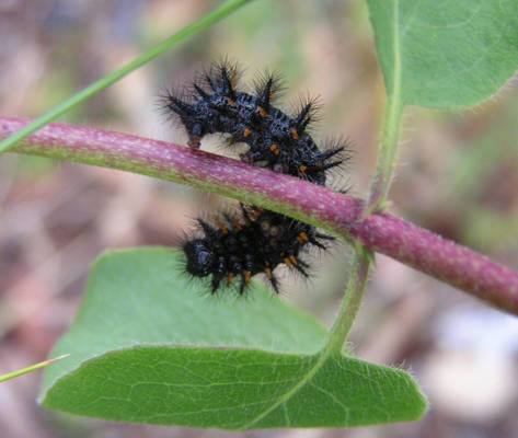 Caterpillar