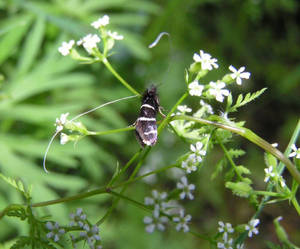 Longhorned Moth